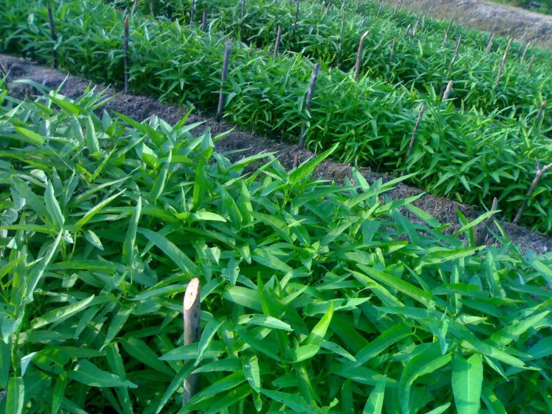 Sayuran Kangkung 